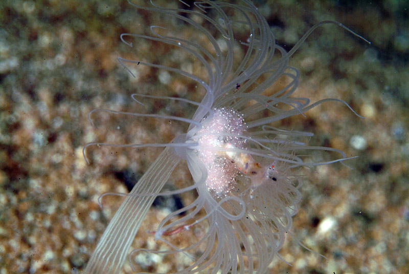 Corymorpha nutans